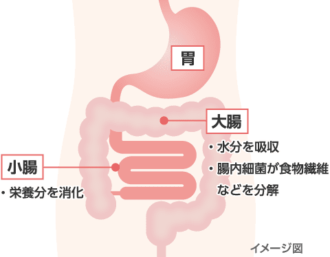 腸と排便のしくみイメージ