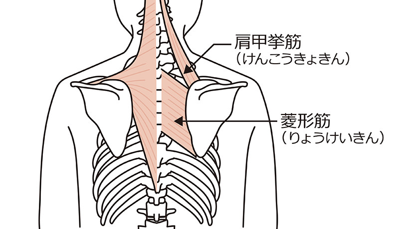 菱形筋（りょうけいきん）と肩甲挙筋（けんこうきょきん）