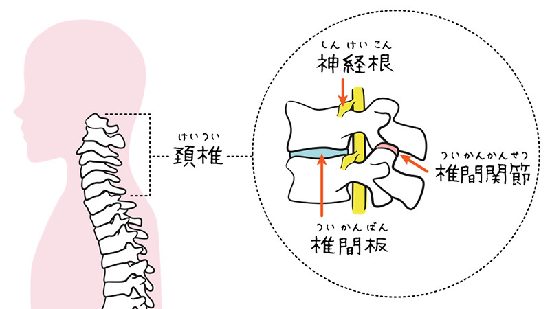 首の痛みの原因①　加齢