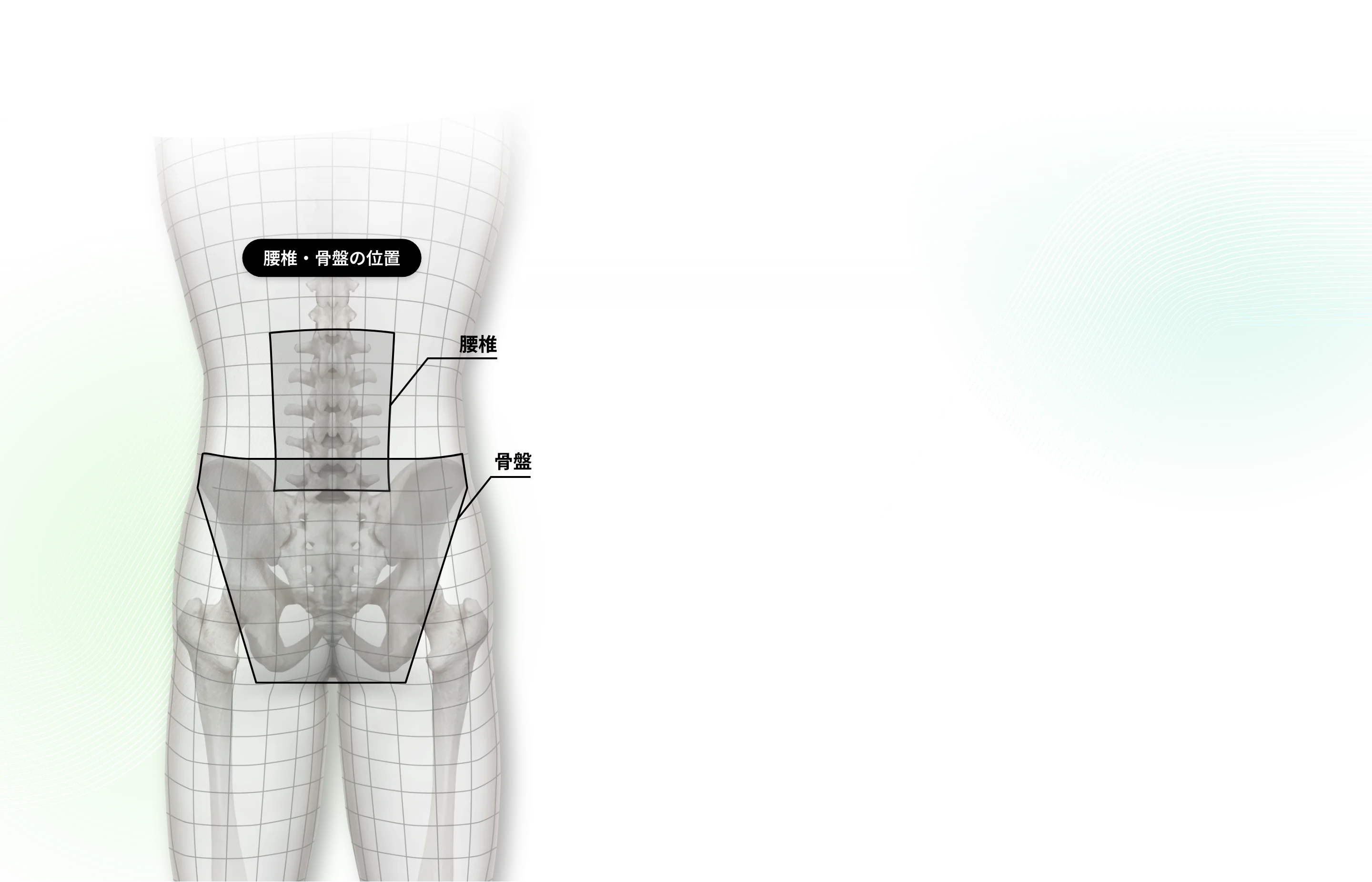 腰椎・骨盤の位置図