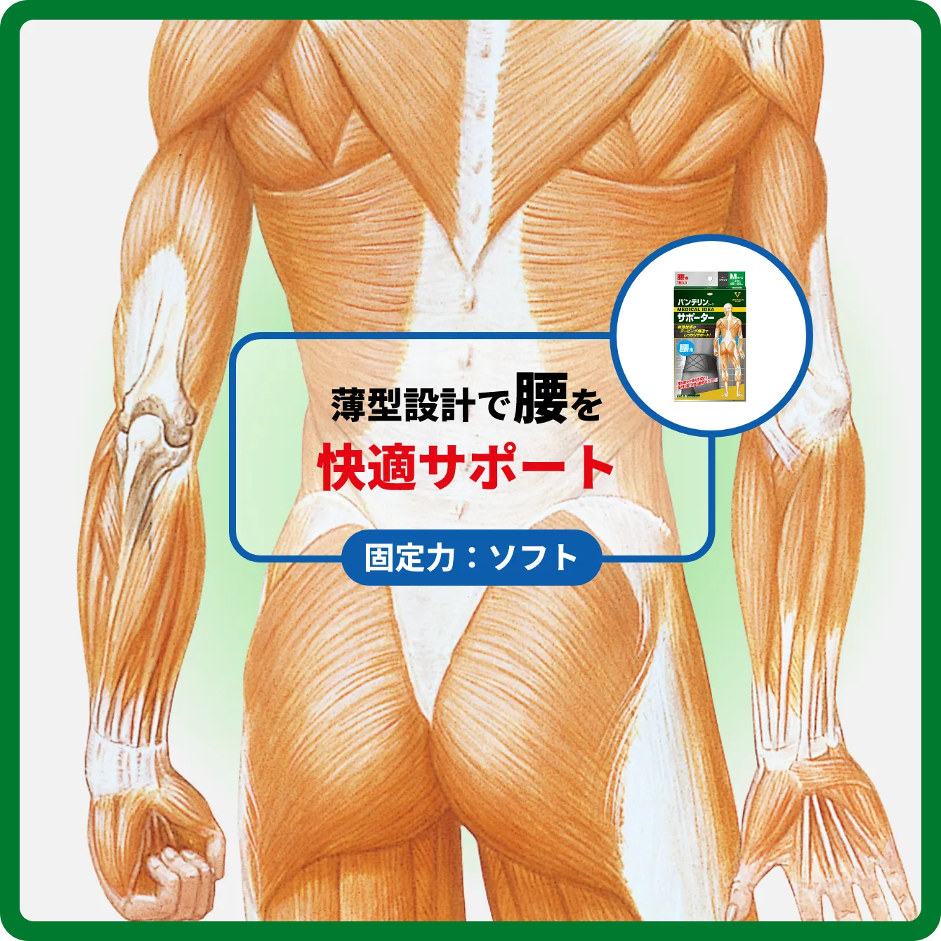 サポート部位図 薄型設計で腰を快適サポート固定力：ソフト