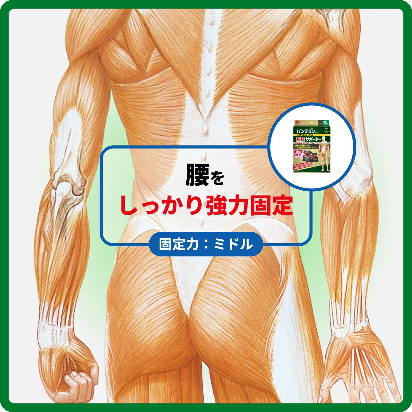 サポート部位図 腰をしっかり強力固定 固定力：ミドル
