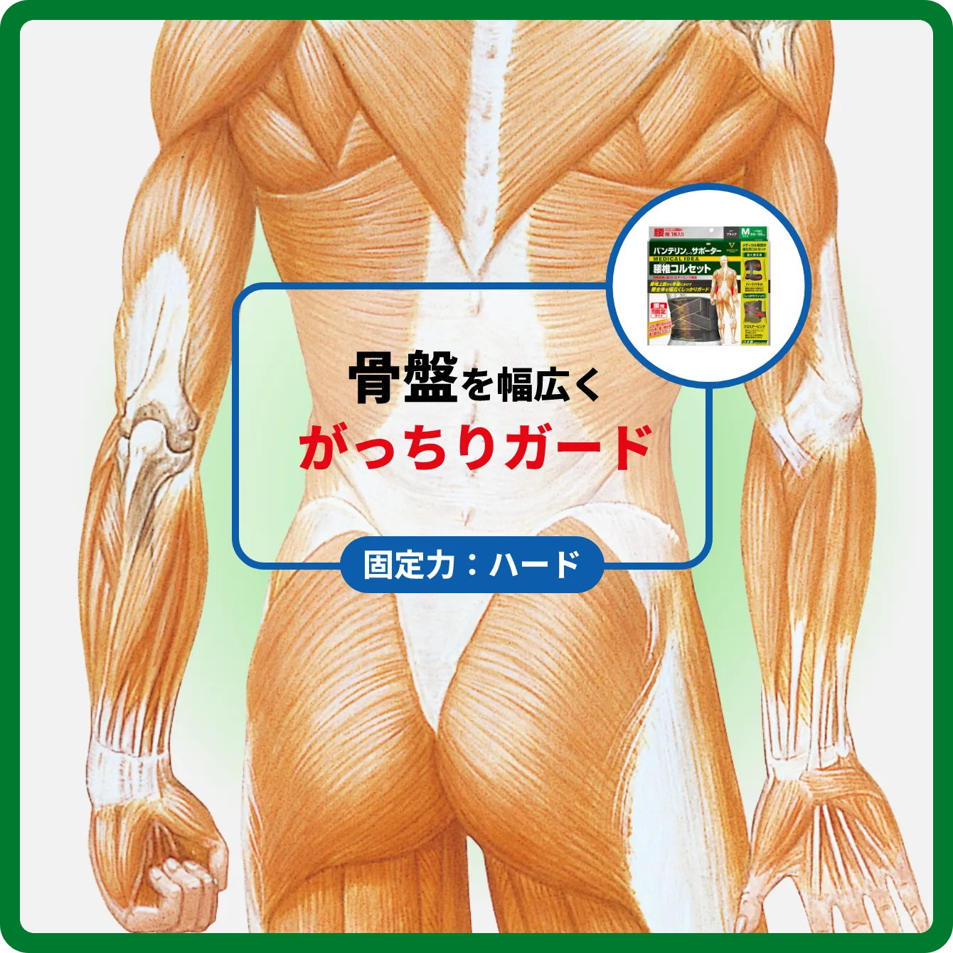 サポート部位図 腰全体を幅広くがっちりガード 固定力：ハード