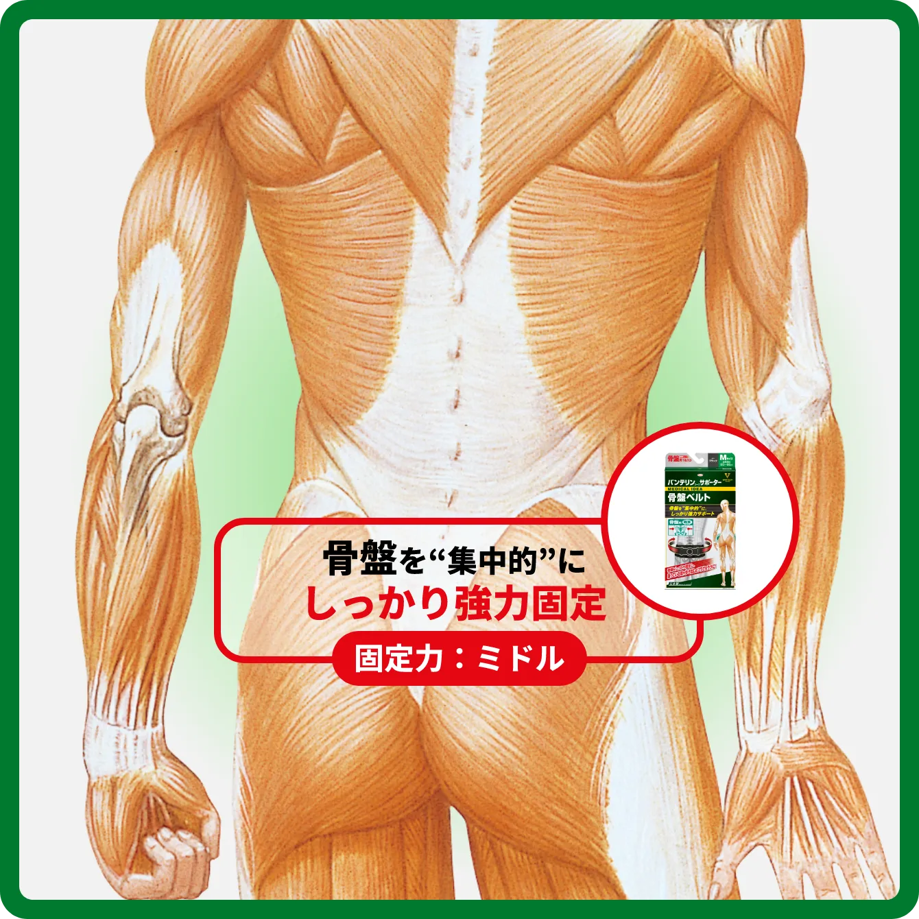 サポート部位図 骨盤を“集中的”にしっかり強力固定 固定力：ミドル