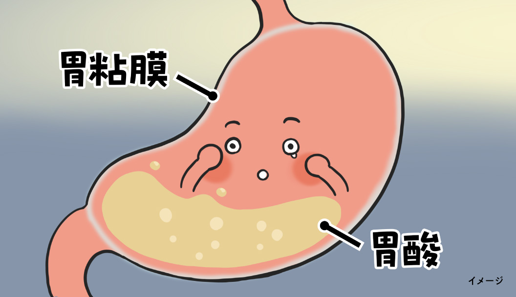 胃粘膜の説明