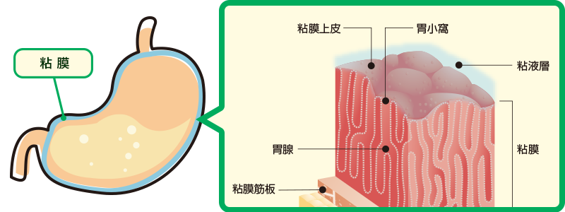 胃粘膜と胃粘液