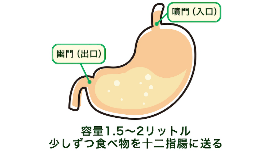 胃ってどうなっているの？​