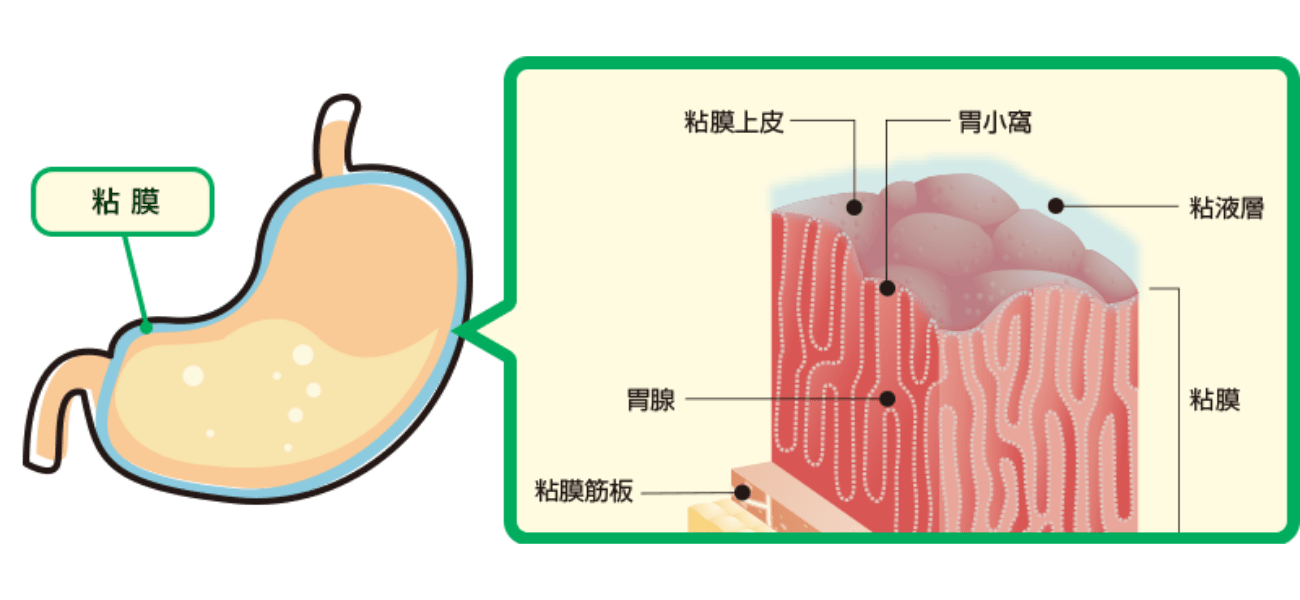 そもそも胃粘膜って何？