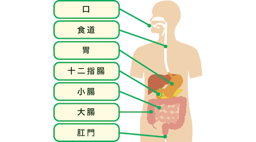 消化器って？