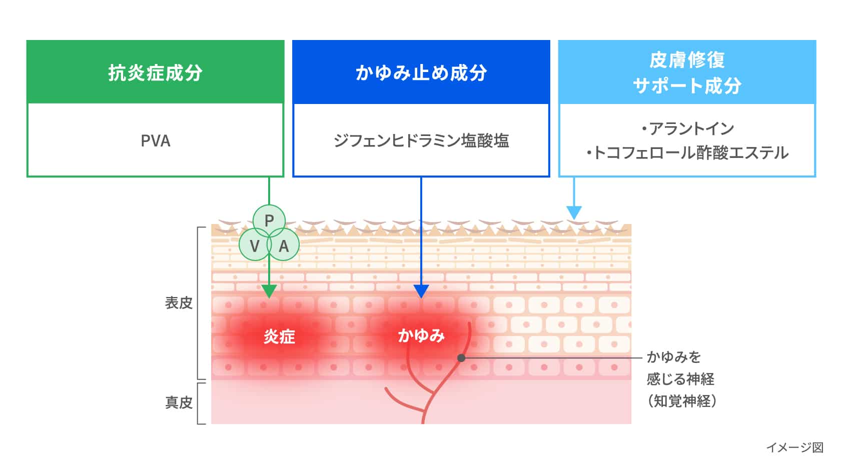 抗炎症成分・PVA、かゆみ止め成分・ジフェンヒドラミン塩酸塩、皮膚修復サポート成分・アラントイン・トコフェロール酢酸エステル