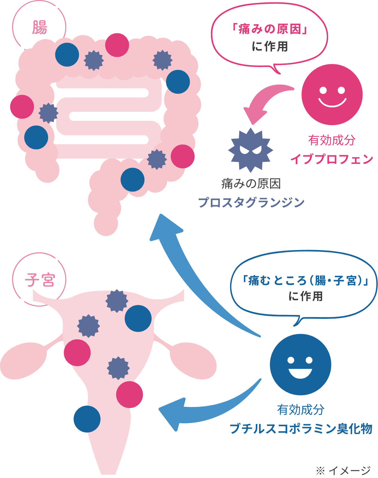 イブプロフェンとブチルスコポラミン臭化物の有効成分が作用しているイメージ