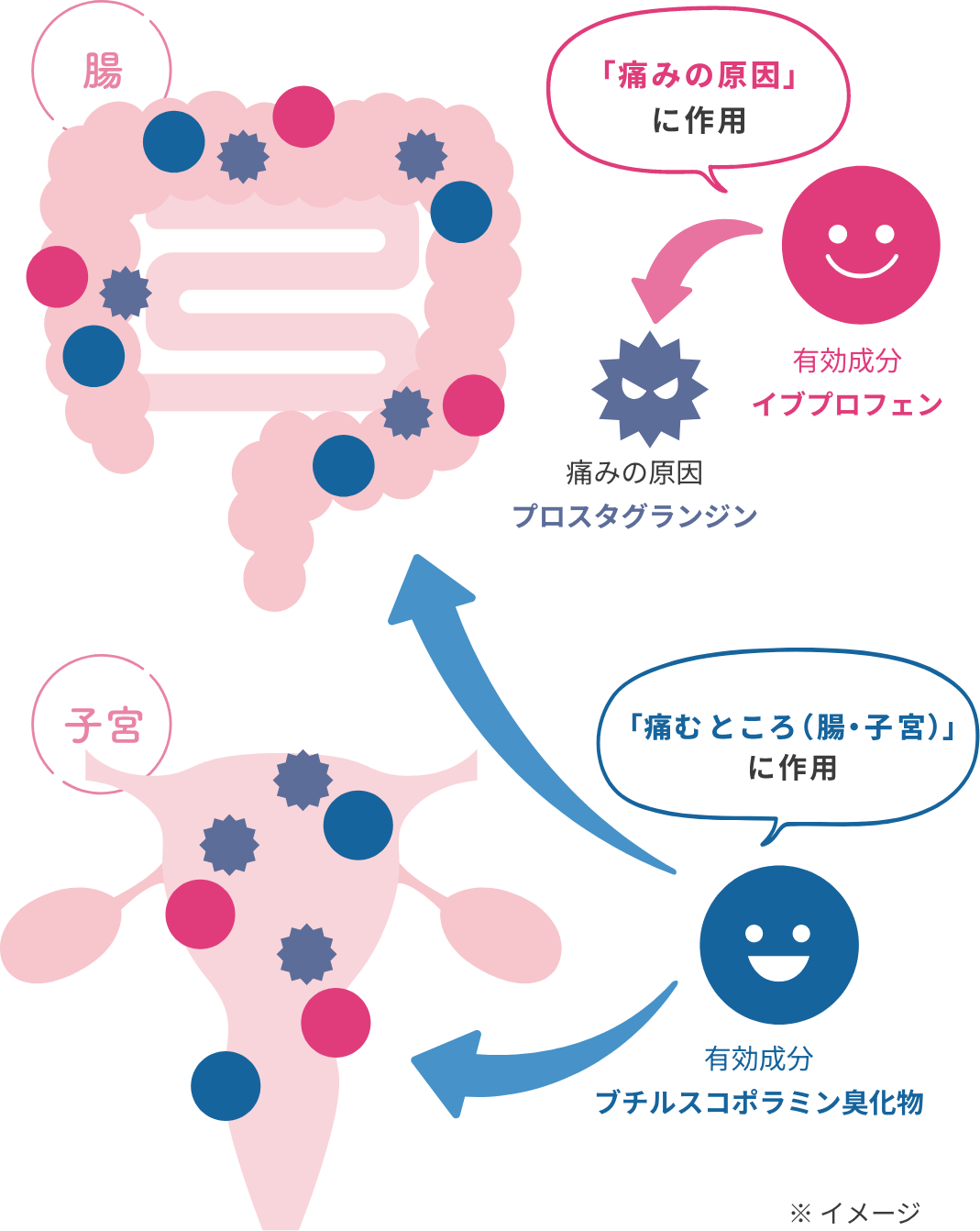 イブプロフェンとブチルスコポラミン臭化物の有効成分が作用しているイメージ