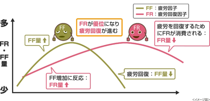 疲労因子「FF」と疲労回復因子「FR」