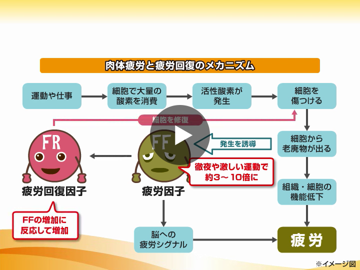 疲れを知る｜意外と知らない疲れの話｜キューピーコーワ【公式